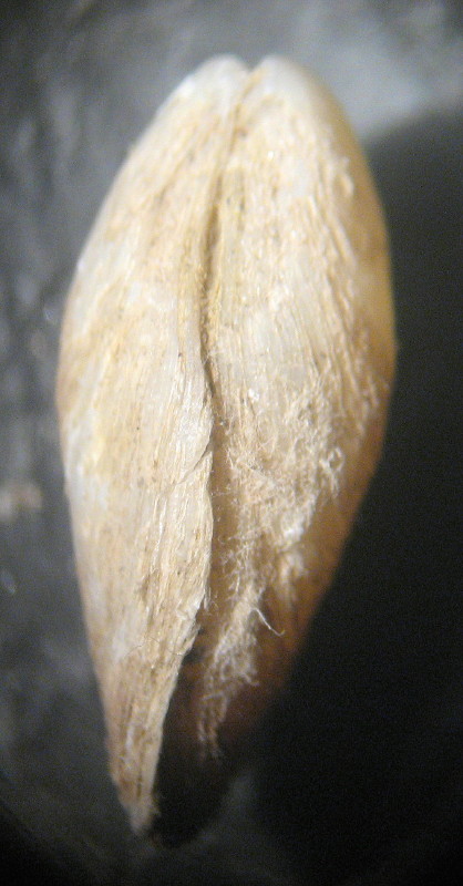 Mytilopsis sallei